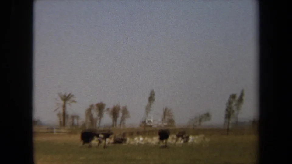 1971 Laguna Hills 8mm frame showing large birds grazing in an open field with palms and a small white vehicle in the distance.