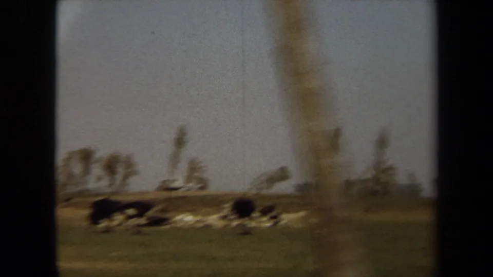 Soft 8mm view of a large grazing bird in a Laguna Hills field, with trees and pale ground objects behind it.