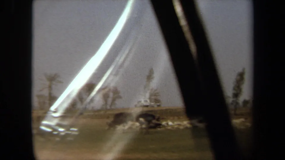 1971 8mm frame with a bright flare crossing a blurred view of grazing birds, palms, and a distant vehicle in the field.