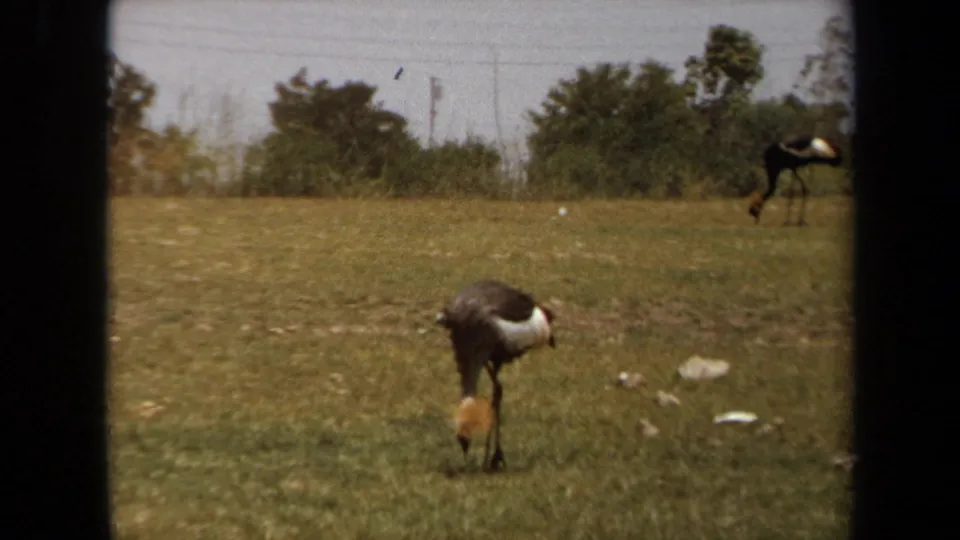 A crane-like bird with a yellowish neck grazes in a Laguna Hills grass field, with shrubs and another bird farther back.