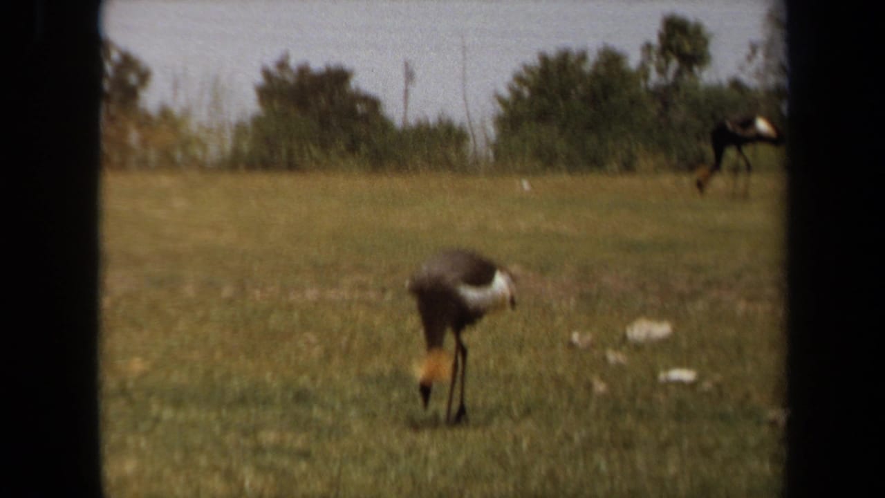 1971 Laguna Hills 8mm frame showing two tall birds in a grassy enclosure, one close to camera and one farther back near trees.