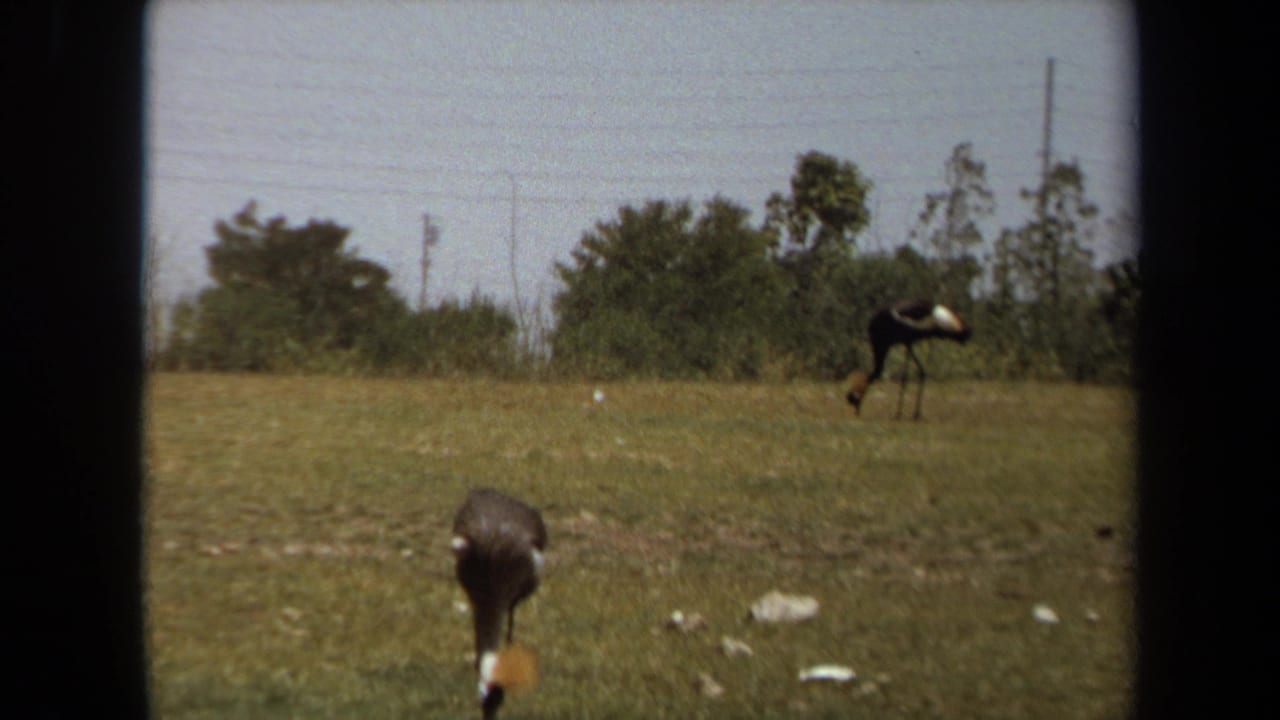 A tall bird stands in grass while another bird appears farther back near trees.