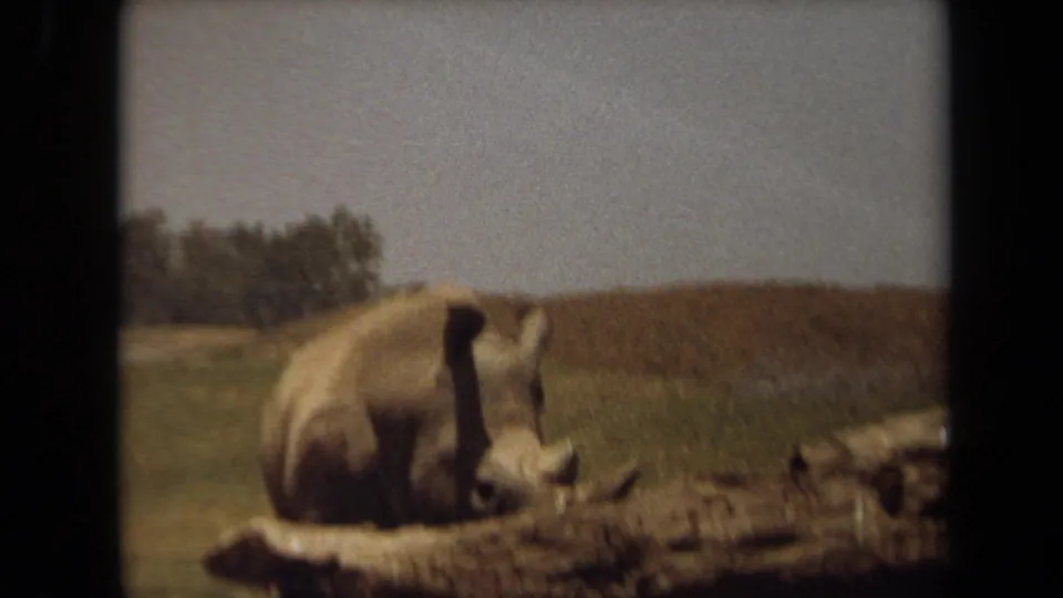 1971 Laguna Hills 8mm frame showing a rhinoceros resting by a large log in an open animal enclosure with trees in the distance.