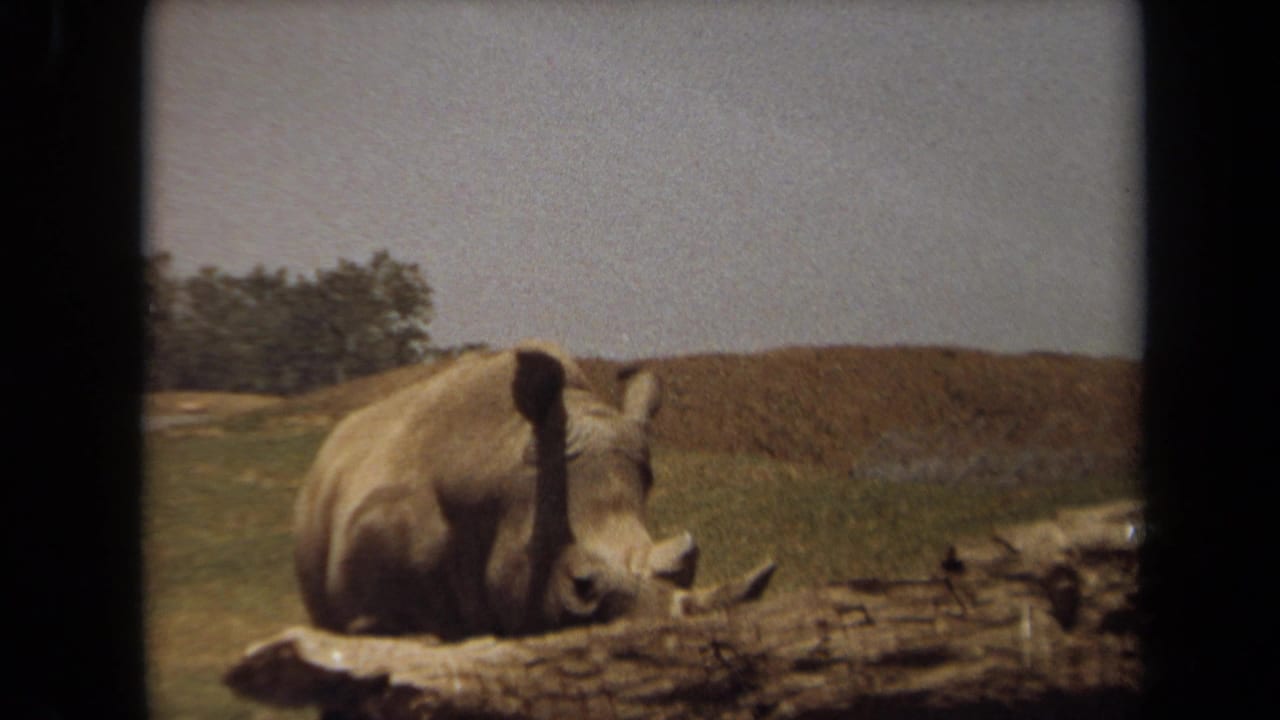 1971 8mm frame from Laguna Hills metadata showing a rhinoceros lying near a log in a grassy enclosure.