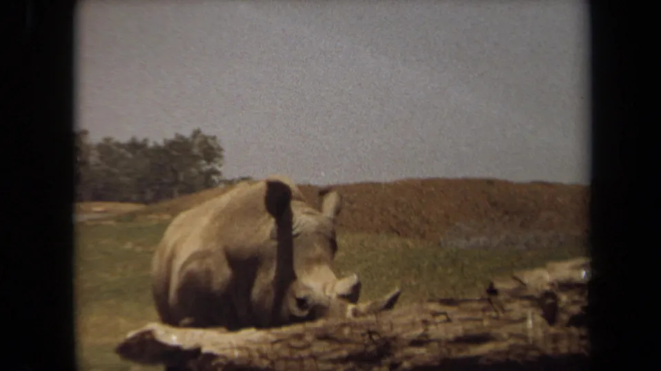 1971 8mm frame from Laguna Hills metadata showing a rhinoceros lying near a log in a grassy enclosure.