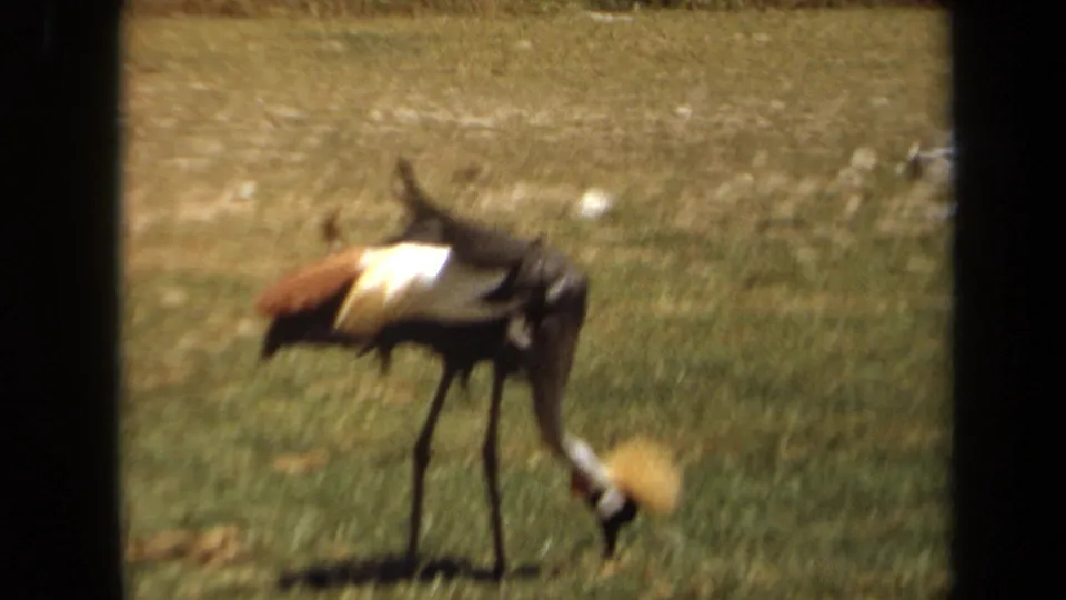 1971 8mm frame from Laguna Hills metadata showing a crowned crane foraging in a grassy zoo area.