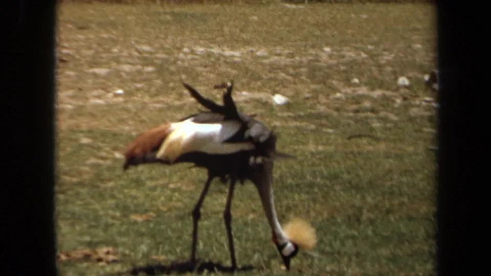 1971 8mm frame from Laguna Hills metadata showing a crowned crane standing in grass with visible black, white, and brown plumage.