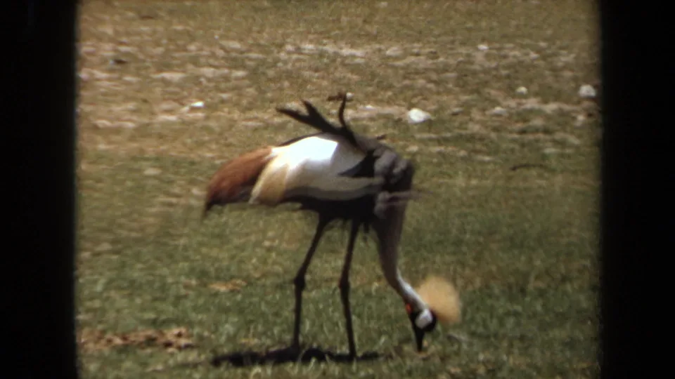 1971 8mm frame from Laguna Hills metadata showing a crowned crane bent toward the grass inside a zoo setting.
