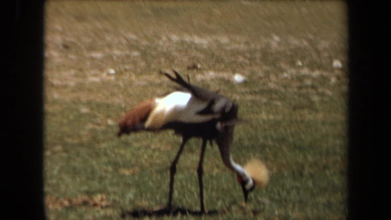 A crowned crane pecks at grass in a sunlit outdoor enclosure, from 1971 8mm footage identified as Laguna Hills, California.