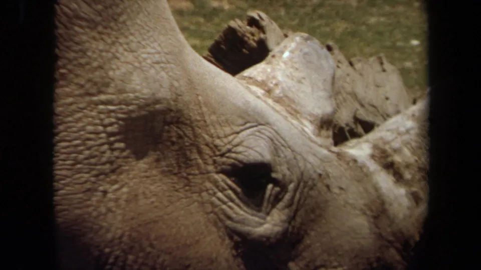 Close 8mm view of a rhinoceros head with horn, eye, and textured grey skin in a Laguna Hills wildlife setting.