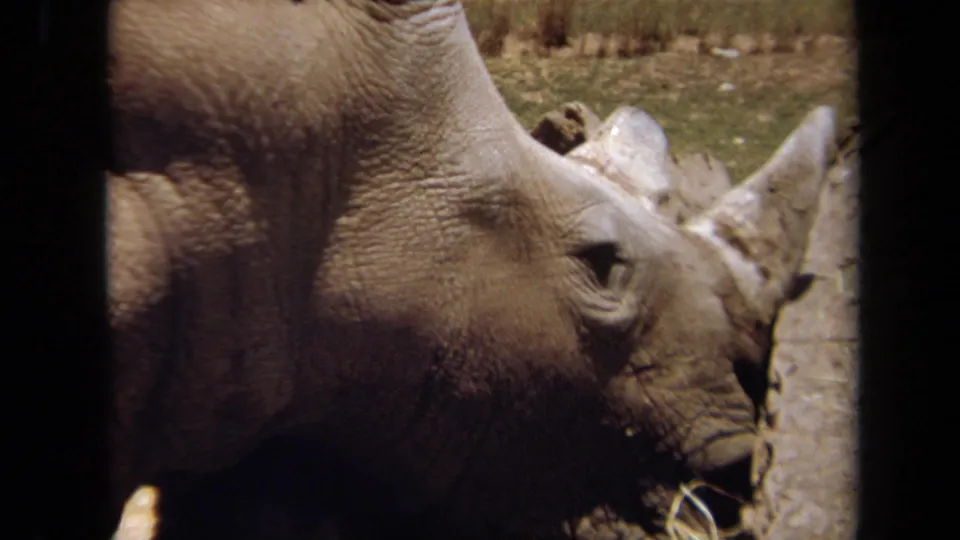 A close visitor-shot view of a rhinoceros face and horn, with rough enclosure ground visible in the 1971 Laguna Hills footage.