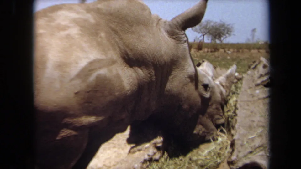 A rhinoceros lowers its head to feed on hay beside a barrier in an outdoor Laguna Hills enclosure, captured on 8mm film.