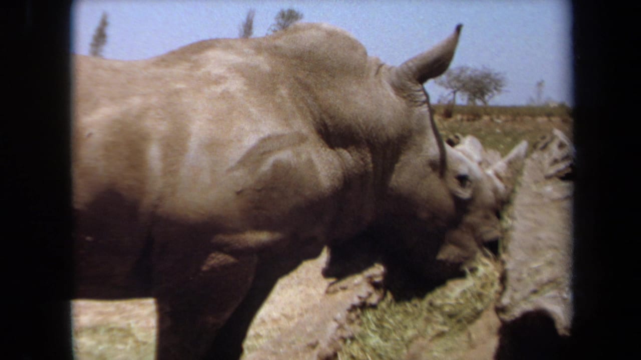 Rhinoceros feeding beside hay with another animal partly visible behind it.