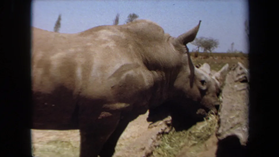Close 8mm frame from Laguna Hills in 1971 showing a rhinoceros feeding in an outdoor zoo or safari-park enclosure.