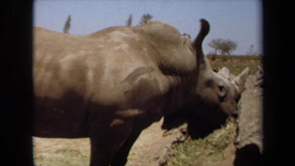 1971 home-movie frame of a rhinoceros feeding in a Laguna Hills animal enclosure, with film grain and soft color visible.