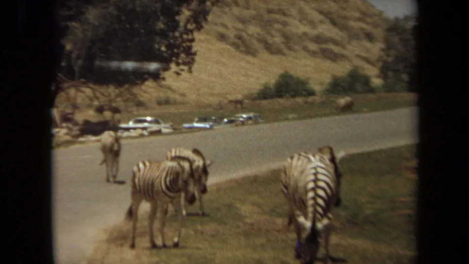 1971 Laguna Hills safari-park view with zebras grazing beside a paved road, parked cars, hillside terrain, and a distant visitor.