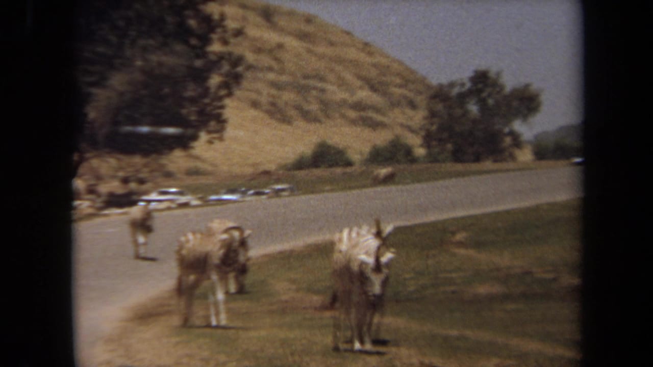 1971 Laguna Hills 8mm frame showing zebras and other animals beside a road, with cars, dry hillside, and scattered trees in the background.