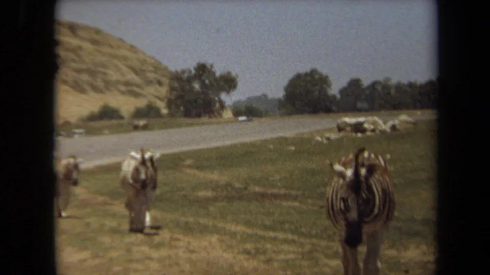 1971 Laguna Hills frame with a zebra in the right foreground, grazing animals near the road, and dry hills and trees beyond.