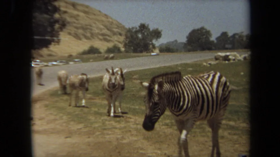 1971 Laguna Hills 8mm frame showing a zebra walking in the foreground as other animals stand near the road under dry hills.