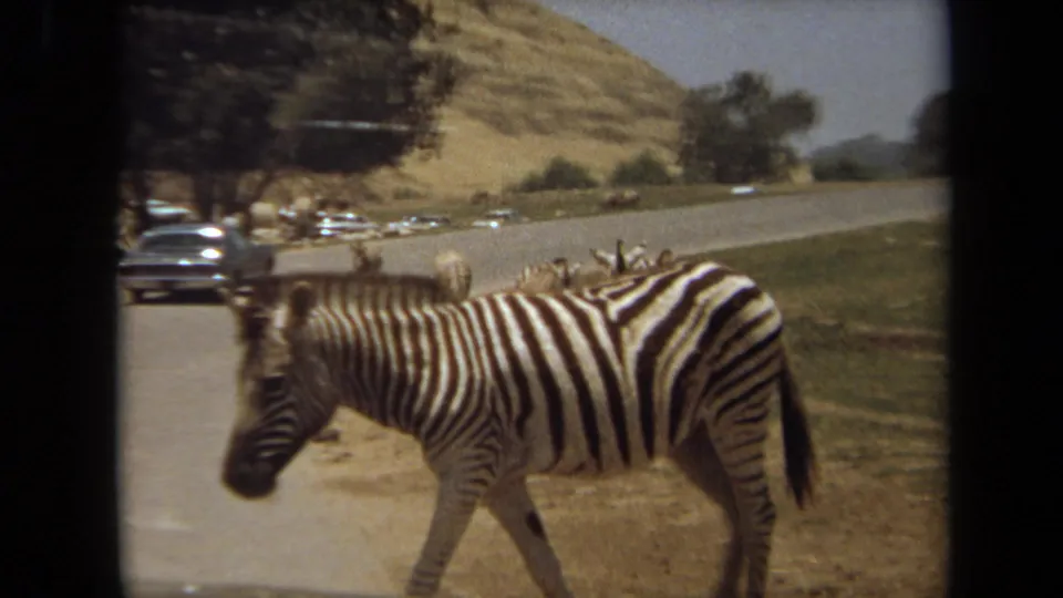 1971 Laguna Hills frame of a zebra walking close to the roadside, with older cars, trees, dry hillside, and open animal grounds behind.