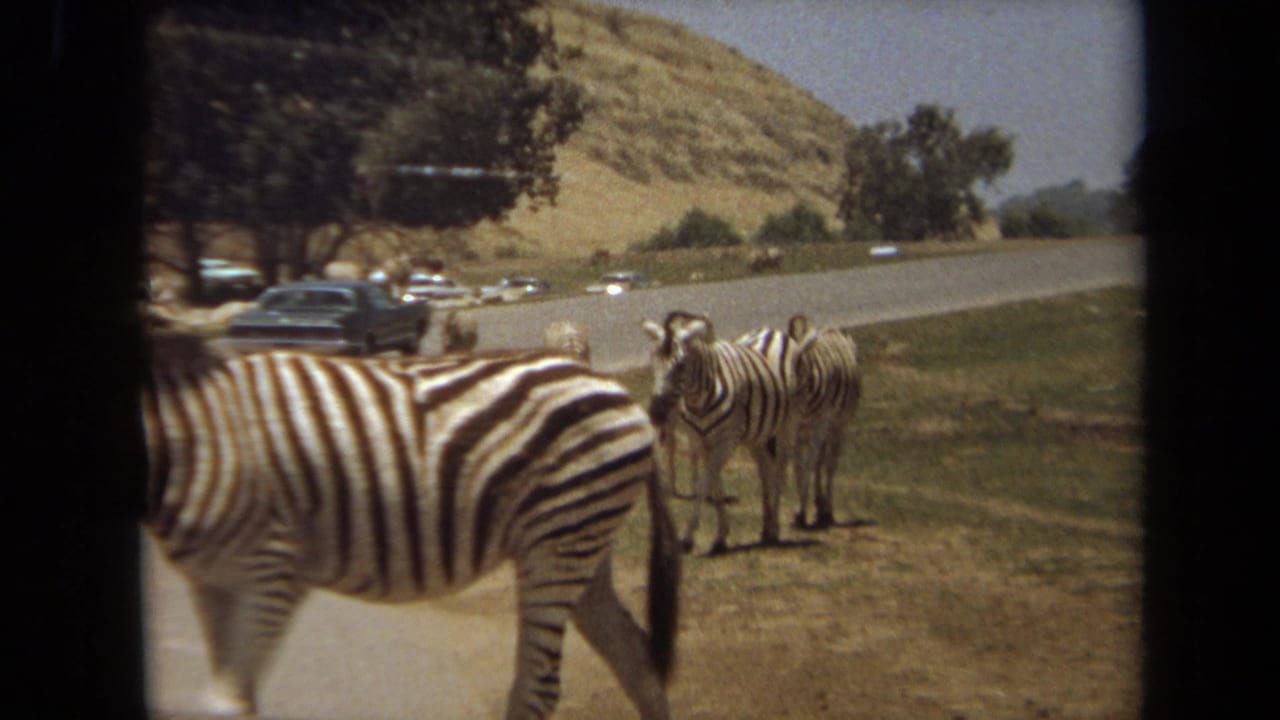 1971 Laguna Hills home-movie frame showing zebras beside a road with waiting cars, dry hills, trees, and a car-window viewpoint.