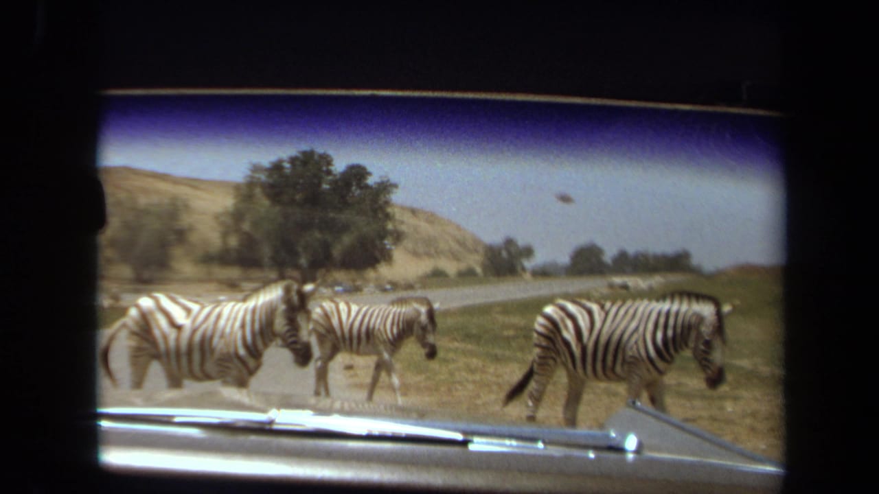 Zebras walk across the roadside in front of a car hood under bright daylight.