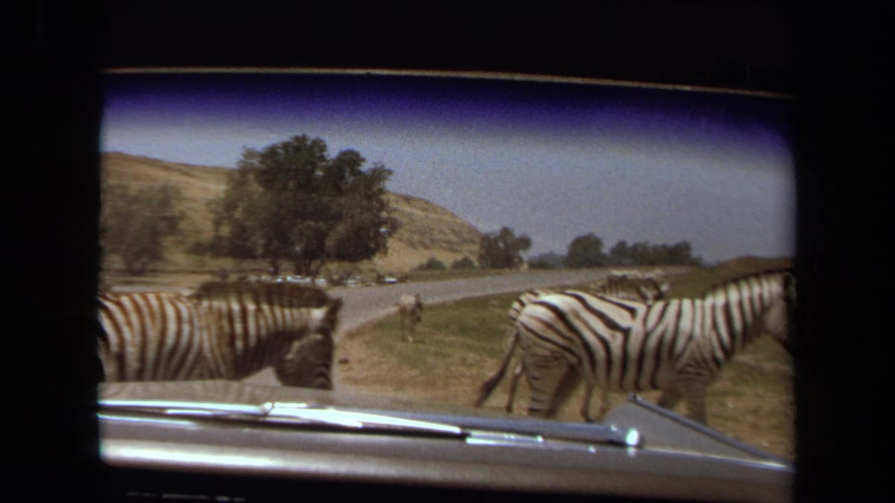 1971 Laguna Hills home-movie frame showing zebras crossing a paved park road from inside a car.