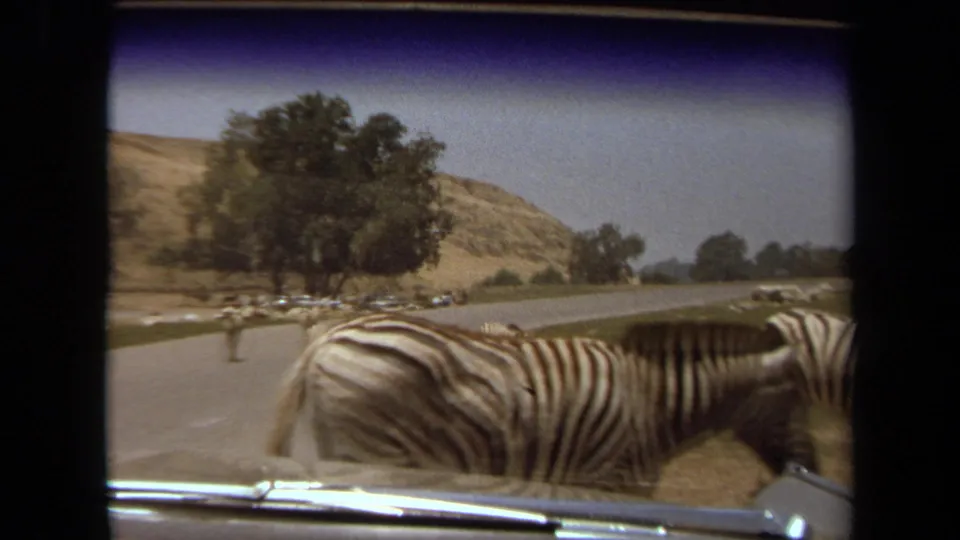 Close 1971 Laguna Hills frame of a zebra beside the car during a drive-through wildlife park visit.