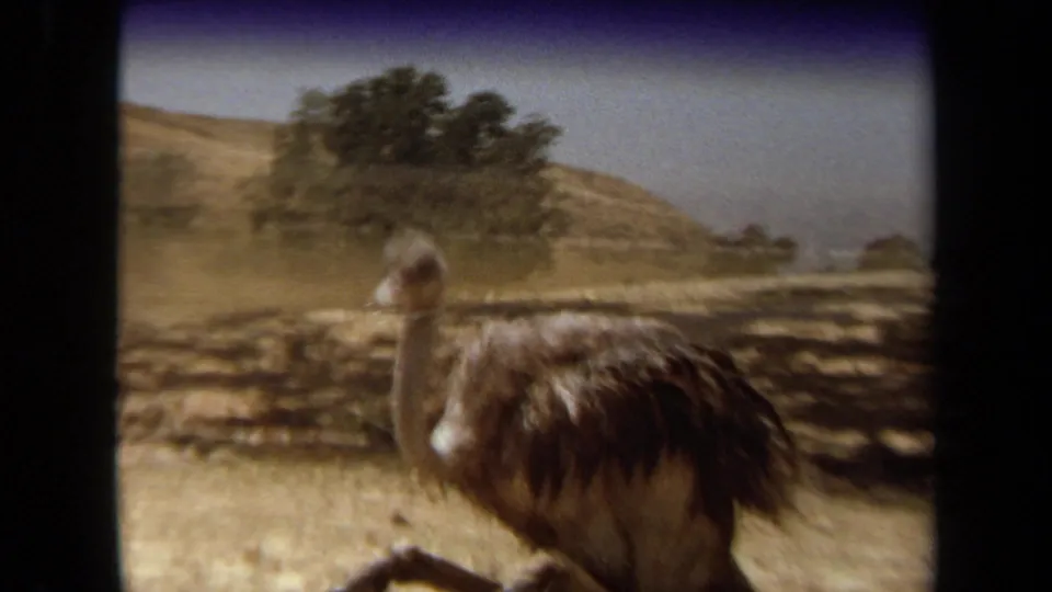 1971 Laguna Hills home-movie frame with an ostrich near water and fencing in the wildlife park.