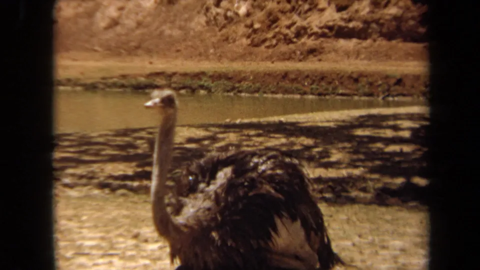 1971 Laguna Hills frame showing an ostrich near a water feature at a drive-through wildlife park.