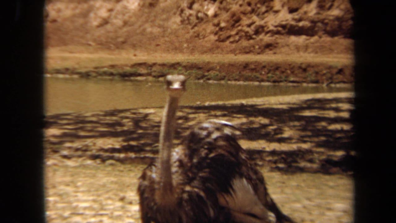 1971 Laguna Hills 8mm frame of an ostrich near a small pond, seen through dark film-frame borders.