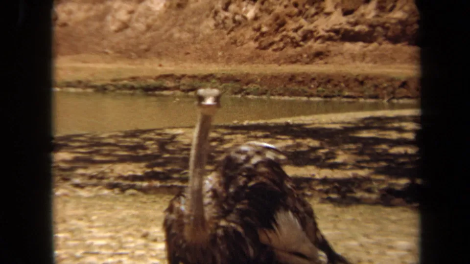 1971 Laguna Hills 8mm frame of an ostrich near a small pond, seen through dark film-frame borders.