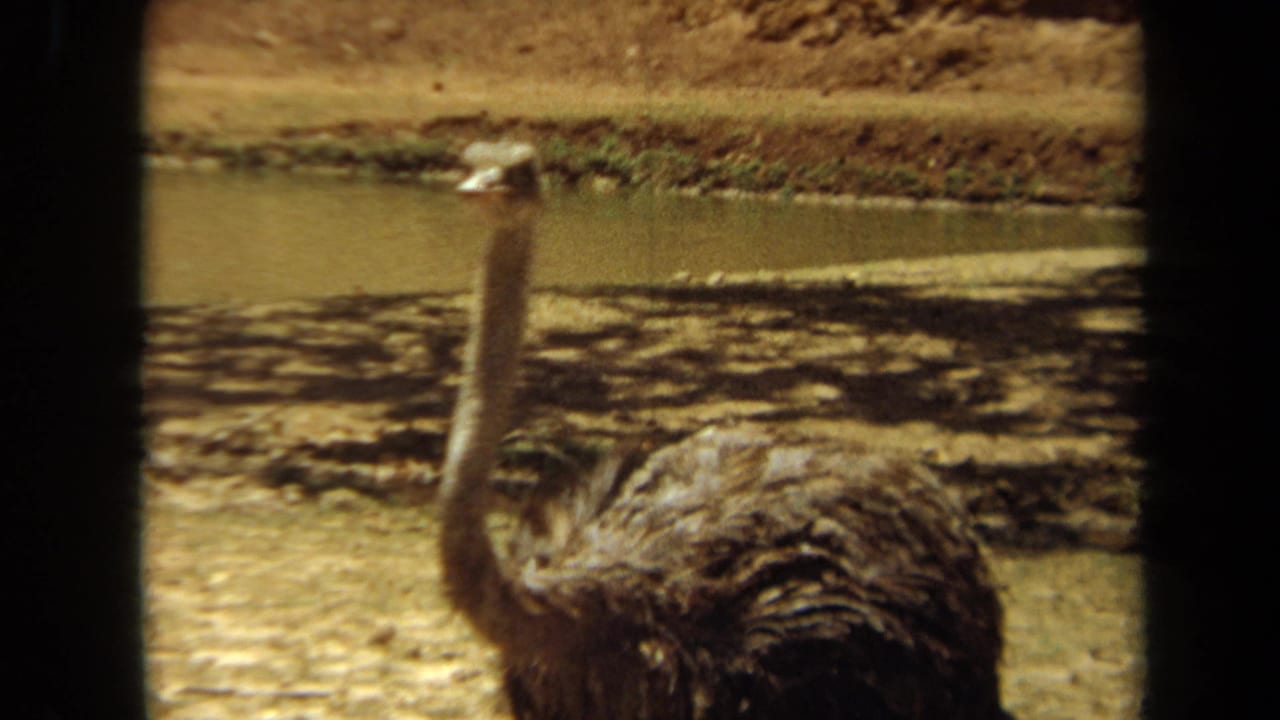 Ostrich with raised neck beside water and dry banks.
