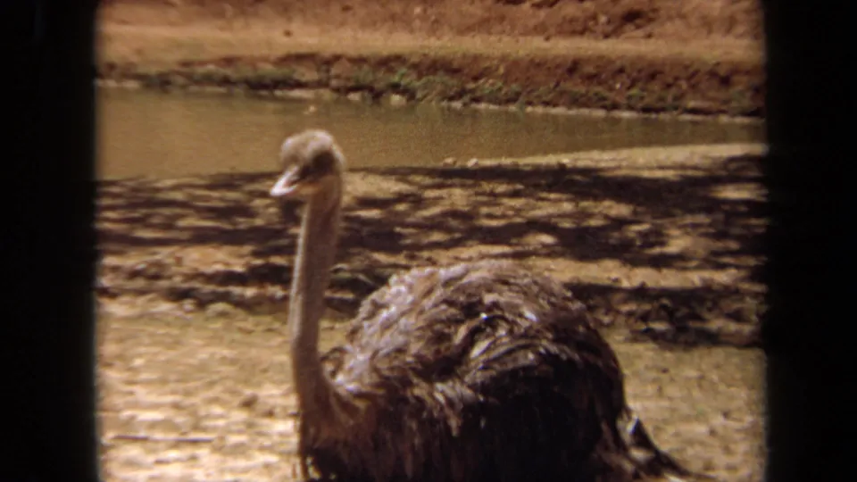 1971 Laguna Hills 8mm close view of an ostrich turning near a pond in a sunlit enclosure.
