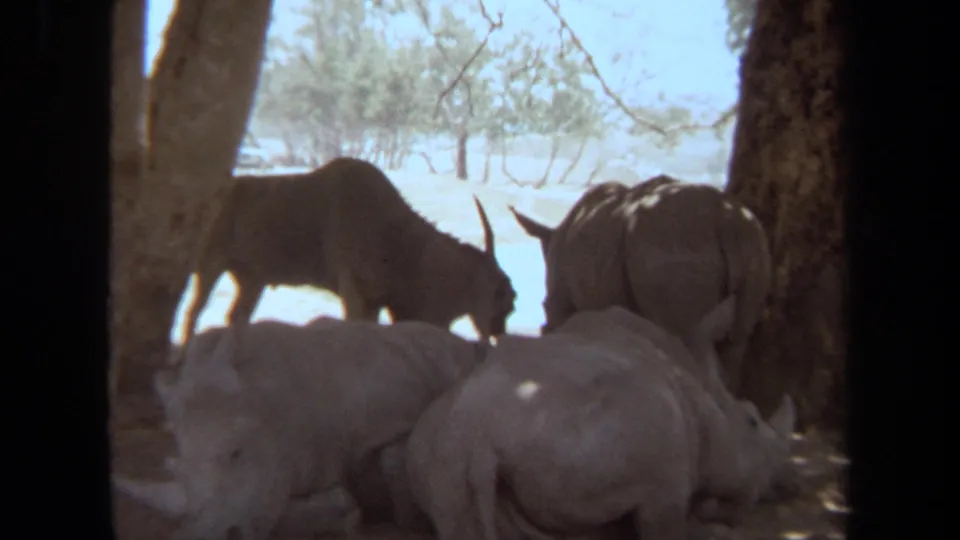 1971 Laguna Hills 8mm frame of rhinoceroses gathered in tree shade, with horns and thick hides visible.
