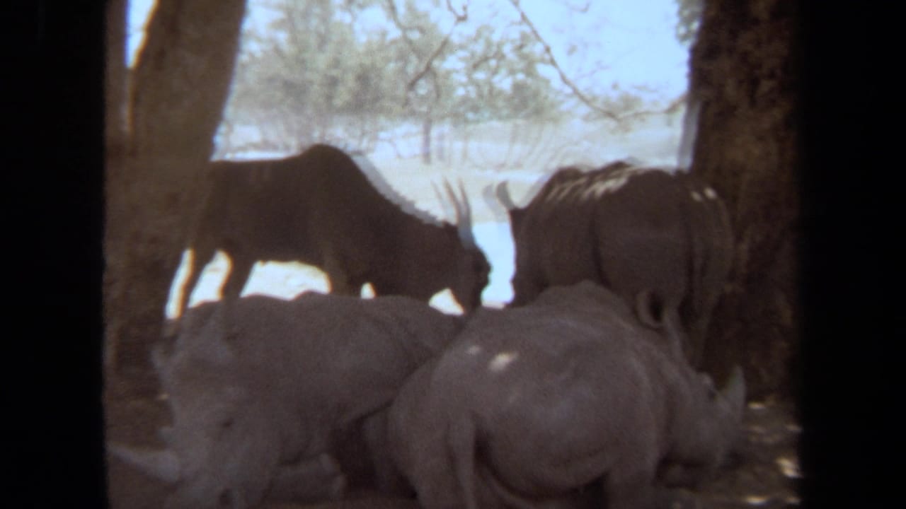 1971 Laguna Hills 8mm frame showing rhinoceroses resting and standing beneath trees in a sunlit outdoor enclosure.