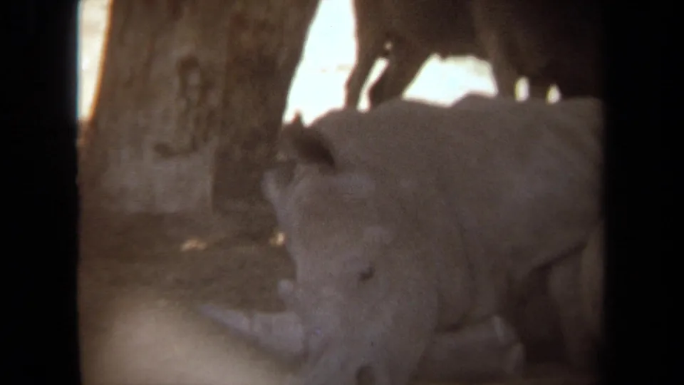 1971 Laguna Hills 8mm frame with a reclining rhinoceros in shade and another rhinoceros partly visible near the trees.