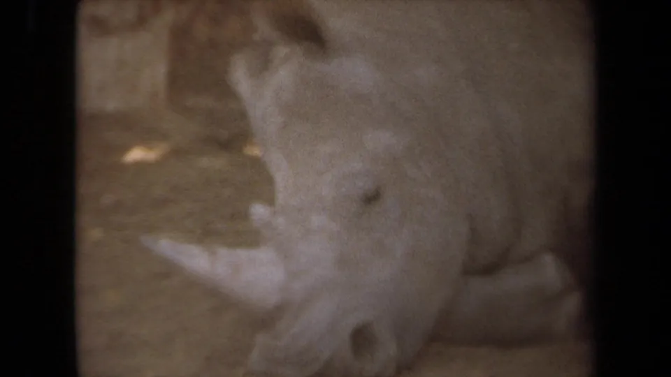 Close 1971 Laguna Hills 8mm view of a rhinoceros lying on dry shaded ground, with its horn and folded skin visible.