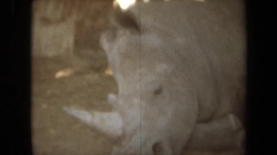 Soft 1971 Laguna Hills 8mm frame of a resting rhinoceros seen close in shade, with tree-filtered light behind it.