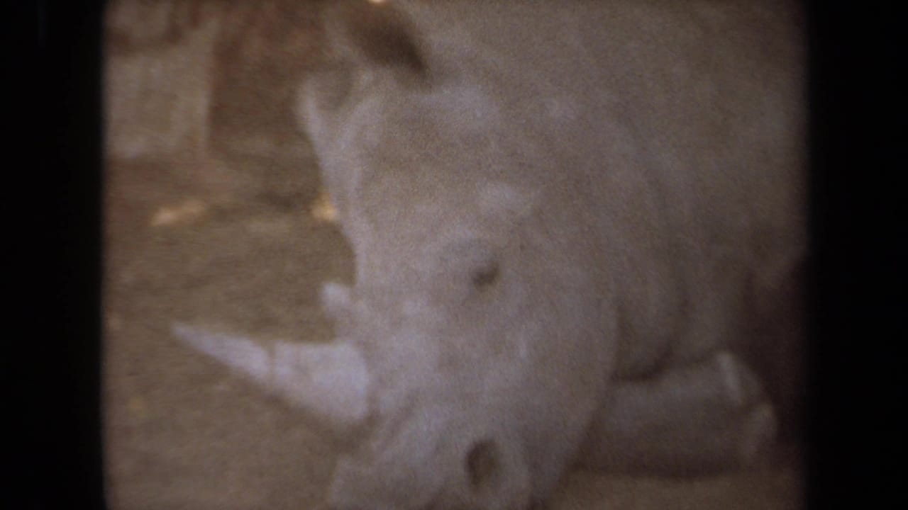 1971 8mm Laguna Hills footage showing a rhinoceros lying in a sandy zoo or wildlife-park enclosure, seen through dark foreground framing.