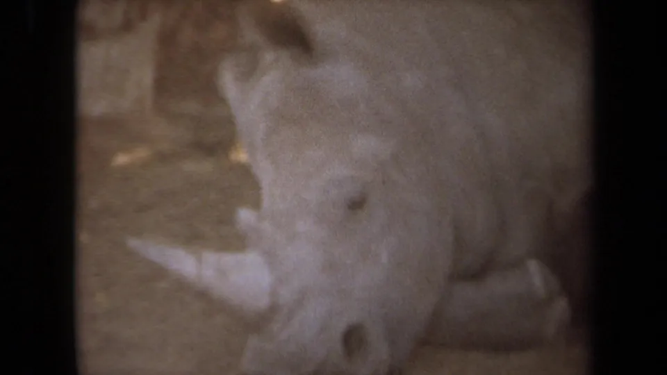 1971 8mm Laguna Hills footage showing a rhinoceros lying in a sandy zoo or wildlife-park enclosure, seen through dark foreground framing.
