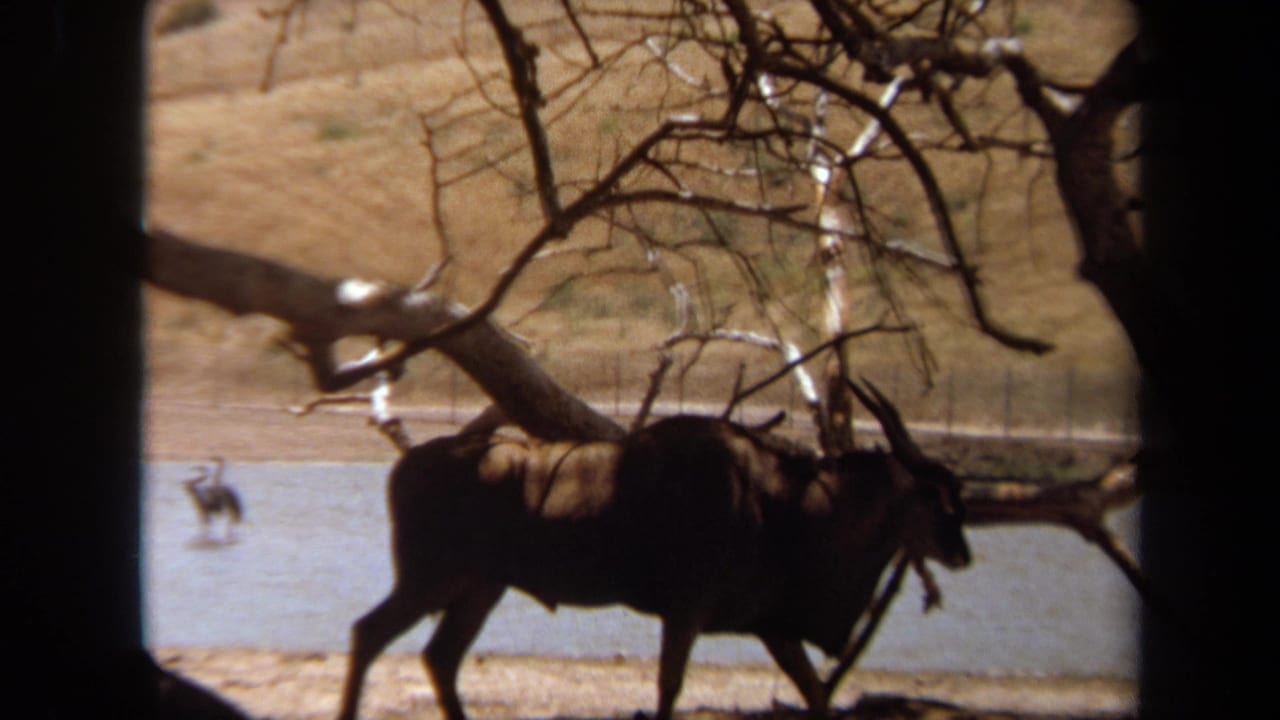Oryx-like antelope walking beside water under bare tree branches.
