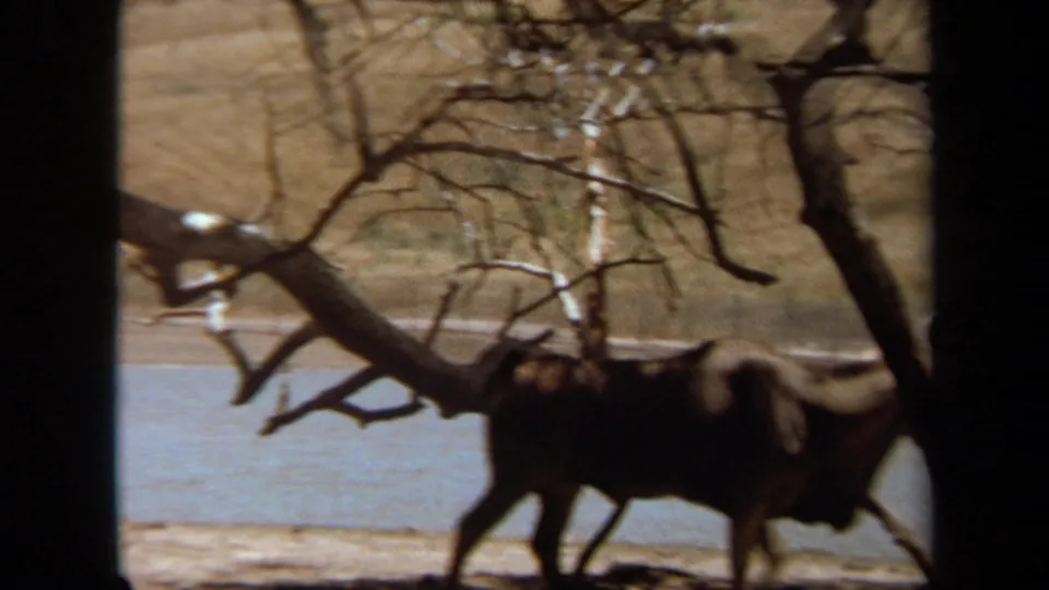 1971 8mm Laguna Hills footage showing an oryx-like antelope moving through a shaded foreground frame beside water and bare trees.