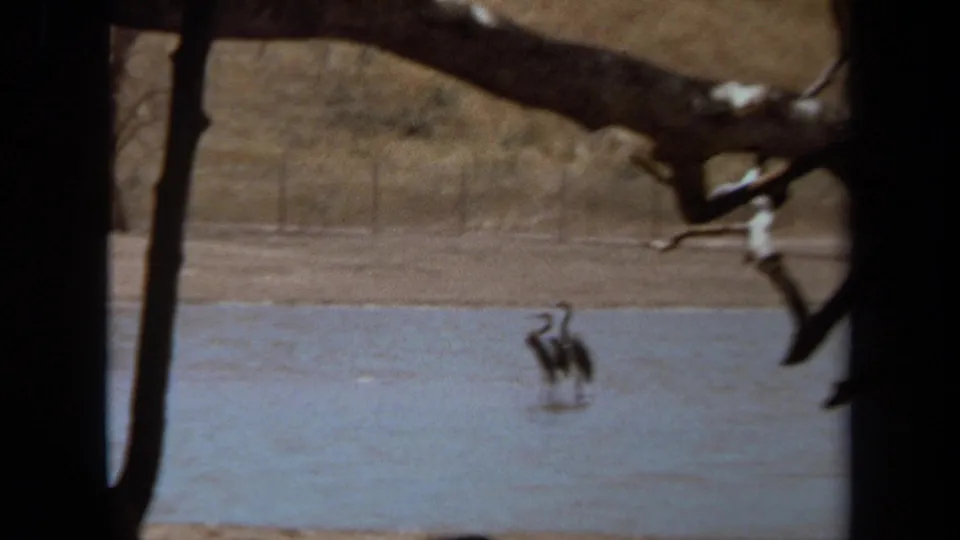 1971 8mm Laguna Hills footage showing two herons standing in water beyond bare branches and a sandy bank at a zoo or wildlife-park setting.