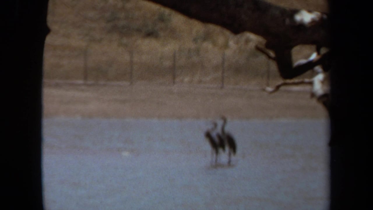 Two long-necked birds appear in shallow water in 1971 Laguna Hills area home-movie footage, framed by dark borders.
