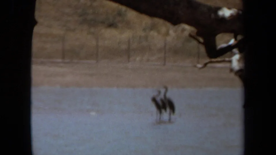 Two long-necked birds appear in shallow water in 1971 Laguna Hills area home-movie footage, framed by dark borders.