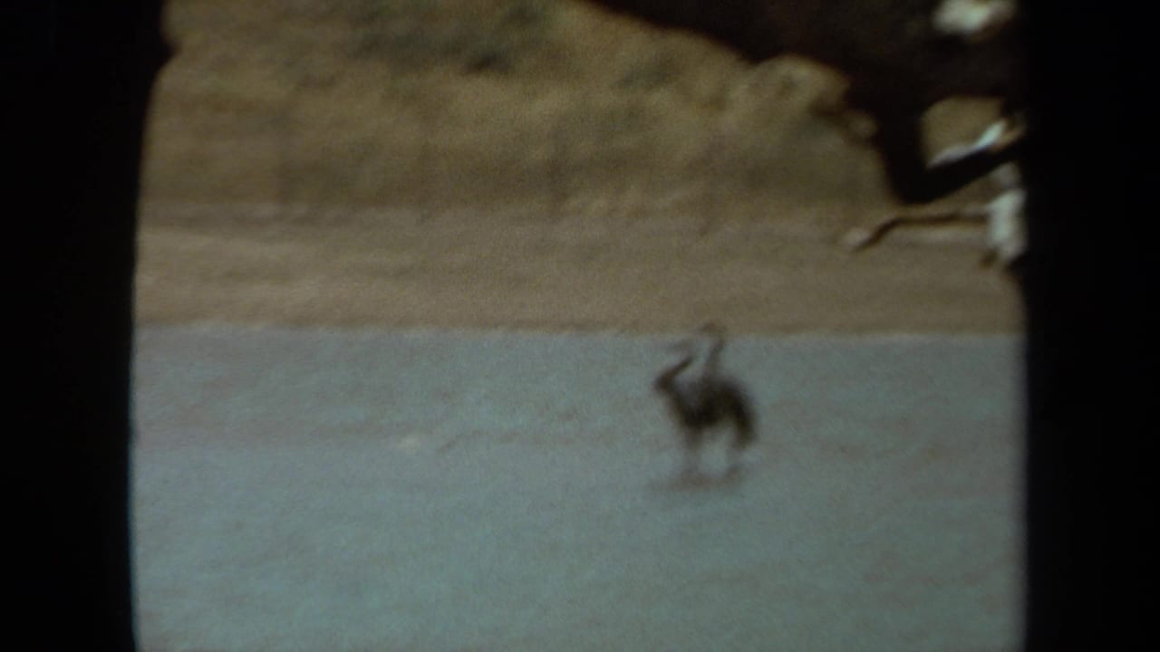A long-necked bird stands in shallow water with a dry bank behind it.