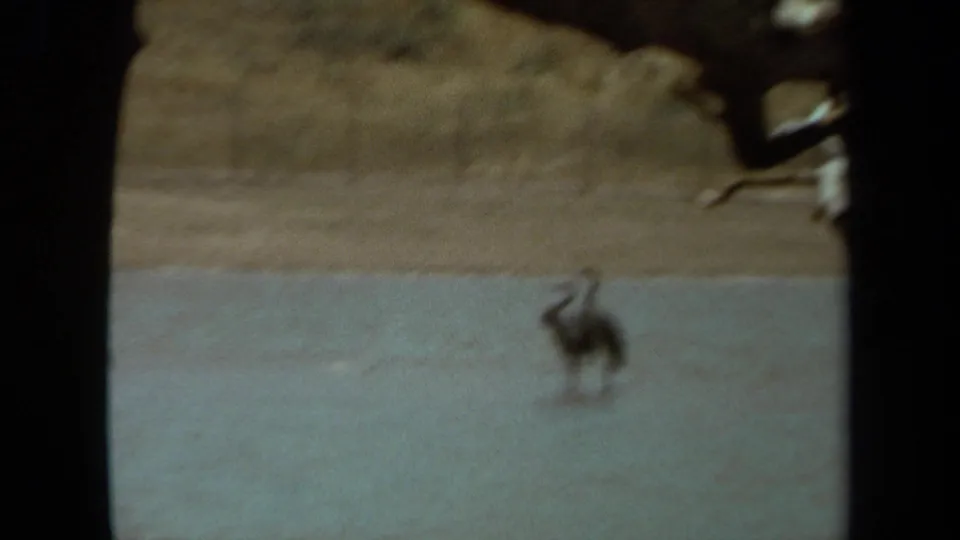 A long-necked bird stands in shallow water in a dry enclosure landscape, consistent with the 1971 Laguna Hills metadata.
