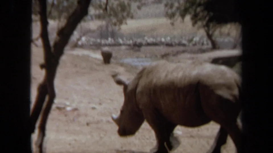 A rhinoceros walks through a dusty zoo-like enclosure with sparse trees and water nearby in 1971 home-movie footage.