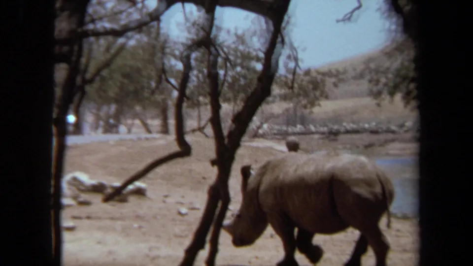 A rhinoceros crosses a sunlit enclosure near trees, water, and a dry hillside in 1971 Laguna Hills area home-movie footage.